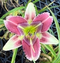 LILLIAN'S PRETTY AND PRISSY - LILLIAN'S PRETTY AND PRISSY